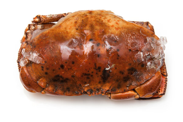 Cooked brown crab