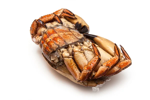 Cooked brown crab — Stock Photo, Image