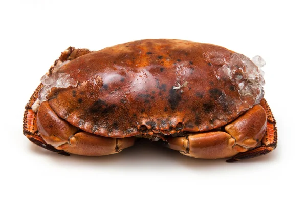 Cooked brown crab — Stock Photo, Image