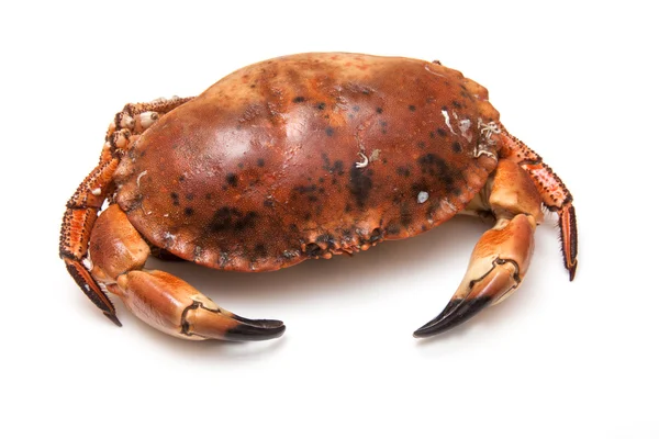 Gekookte bruin krab — Stockfoto