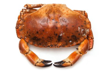 pişirilmiş kahverengi Yengeç