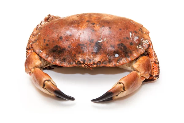 Cooked brown crab — Stock Photo, Image