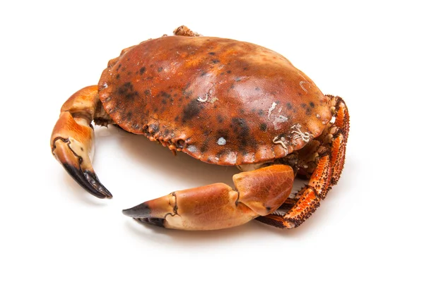 Crabe brun cuit — Photo
