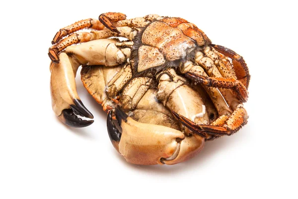 Kokta brunt krabba — Stockfoto
