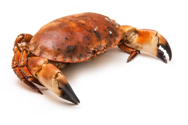 Cooked brown crab — Stock Photo, Image