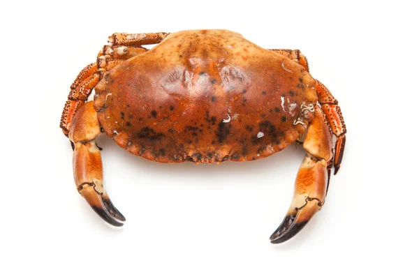 Cooked brown crab — Stock Photo, Image
