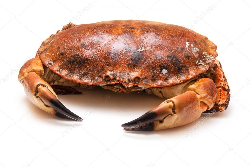 Cooked brown crab