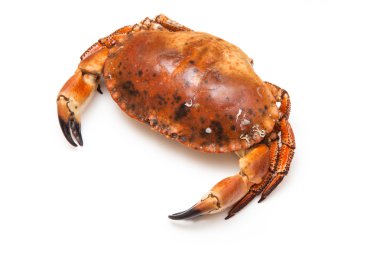 pişirilmiş kahverengi Yengeç