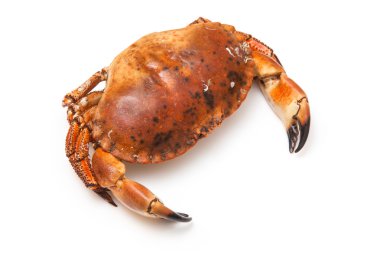 pişirilmiş kahverengi Yengeç