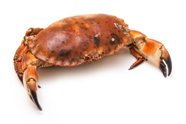 pişirilmiş kahverengi Yengeç