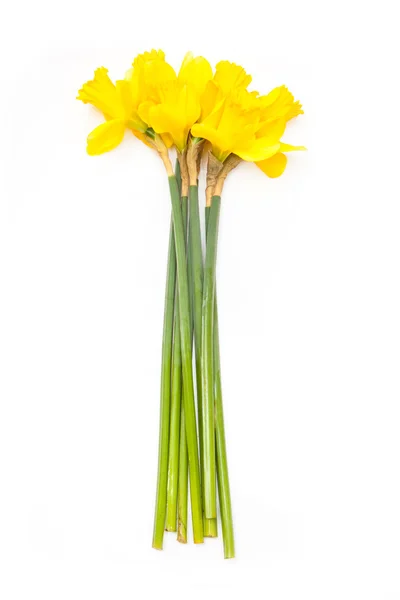 Bunch of daffodil's — Stock Photo, Image