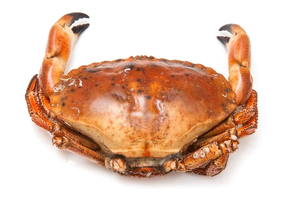 Cooked brown crab — Stock Photo, Image