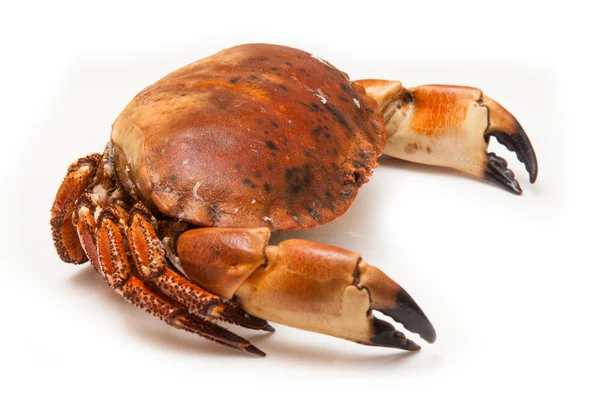 Cooked brown crab — Stock Photo, Image