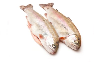 Two Rainbow trouts clipart