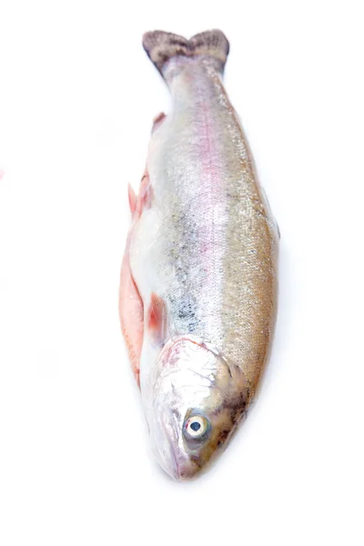 Rainbow trout — Stock Photo, Image