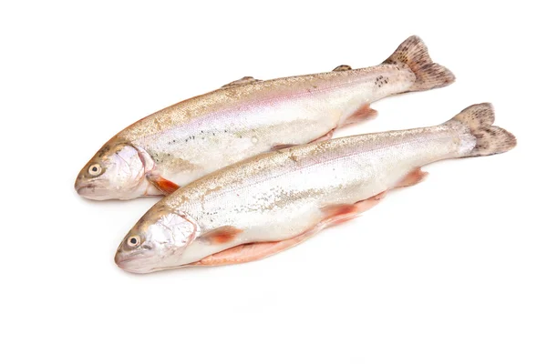 Two Rainbow trouts — Stock Photo, Image