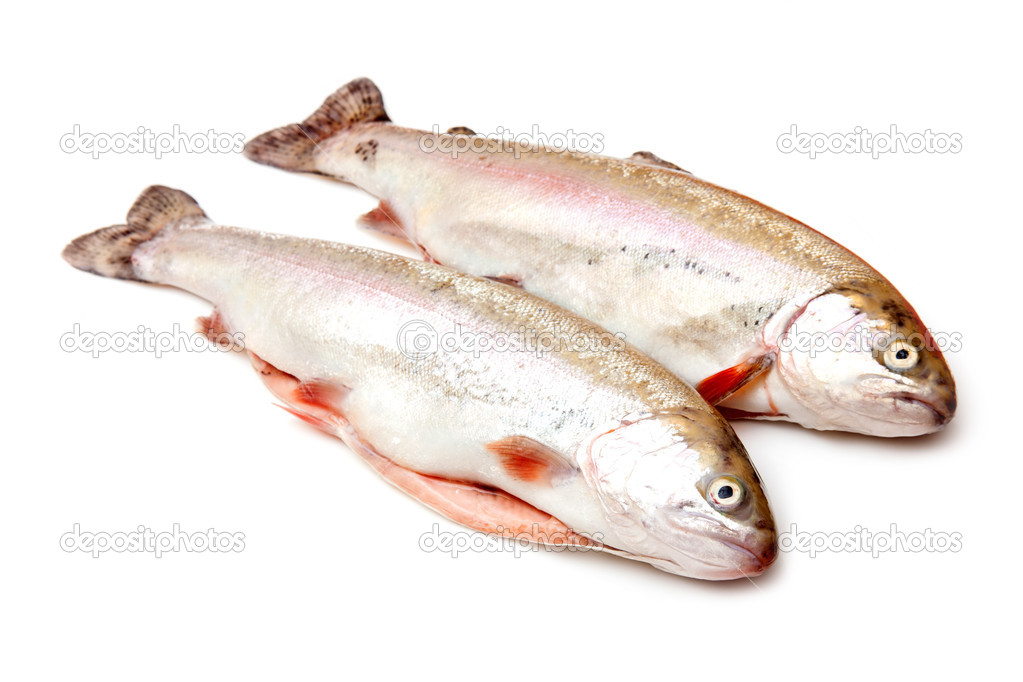 Two Rainbow trouts