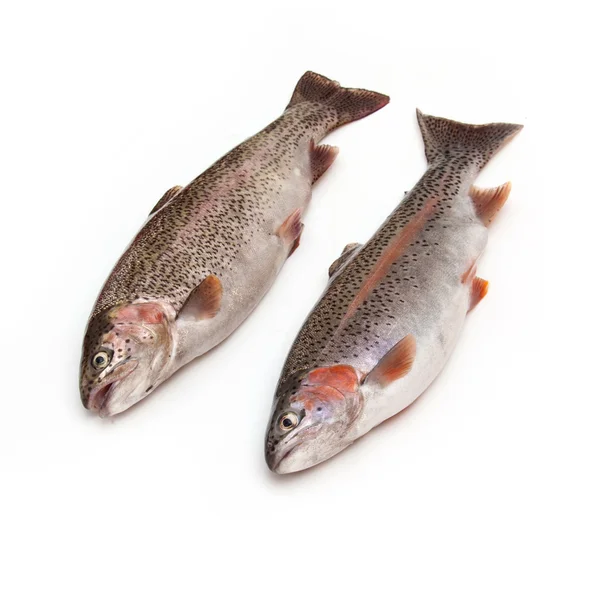 Due pesci trota iridea — Foto Stock