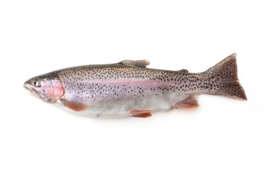 Rainbow Trout Fish clipart