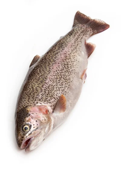 Regnbåge fisk — Stockfoto