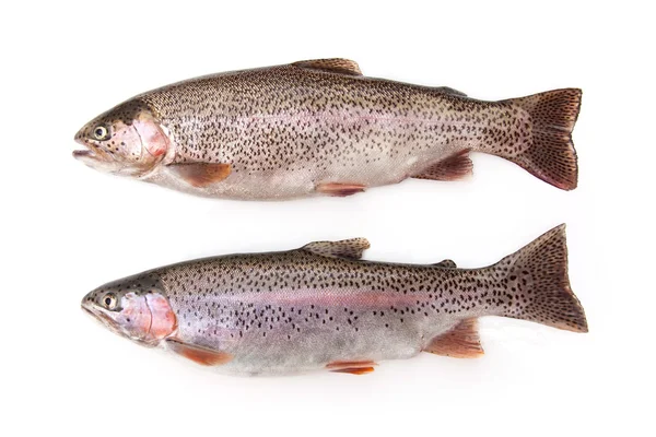 Dos peces de trucha arco iris —  Fotos de Stock