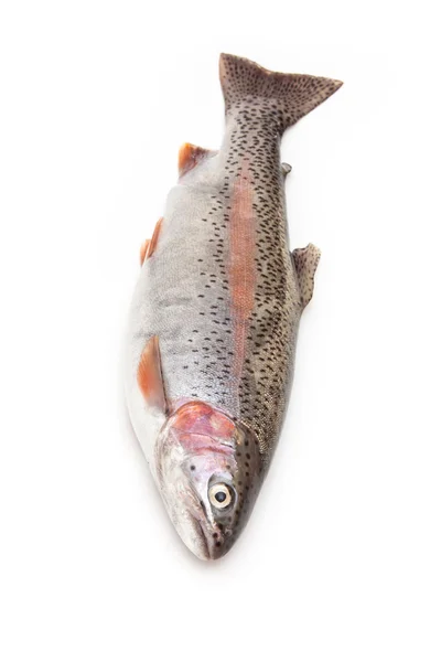 Regnbåge fisk — Stockfoto