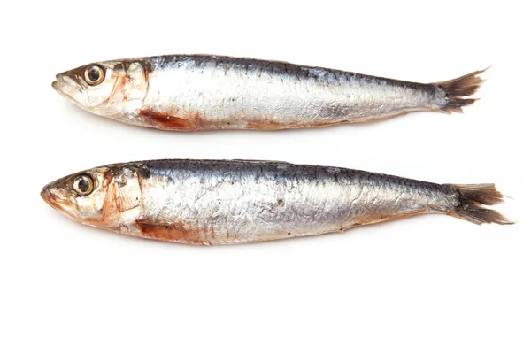 Cornwallský sardinky — Stock fotografie