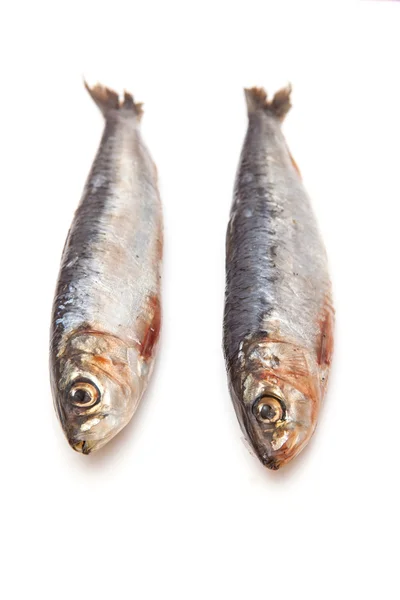 Cornish sardines — Stock Photo, Image