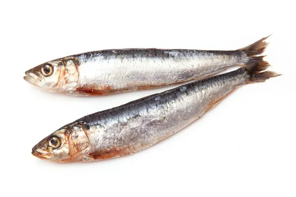 Cornish sardines — Stock Photo, Image