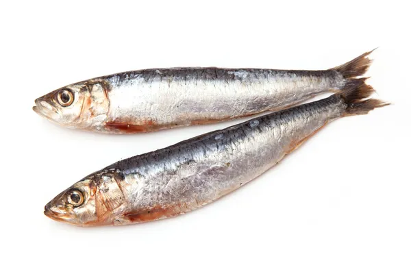 Sardinas de córnea — Foto de Stock