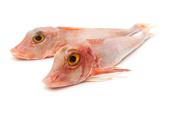 Kurek czerwony ryb — Zdjęcie stockowe