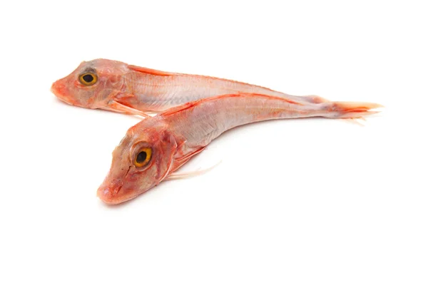 성 대 생선 — 스톡 사진