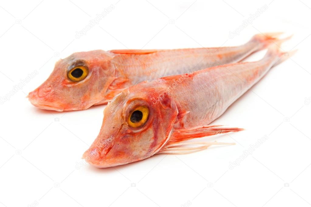 Gurnard fish