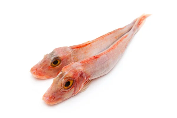 Gurnard fish — Stock Photo, Image