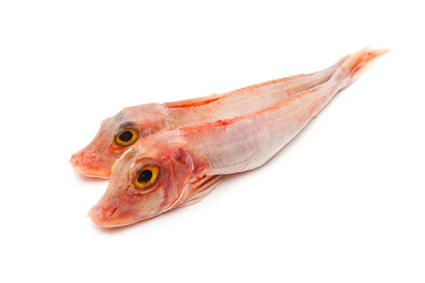 Gurnard fish — Stock Photo, Image