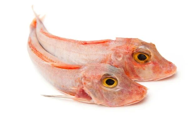 Gurnard fish — Stock Photo, Image