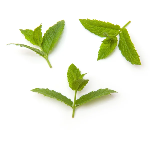 Fresh mint — Stock Photo, Image