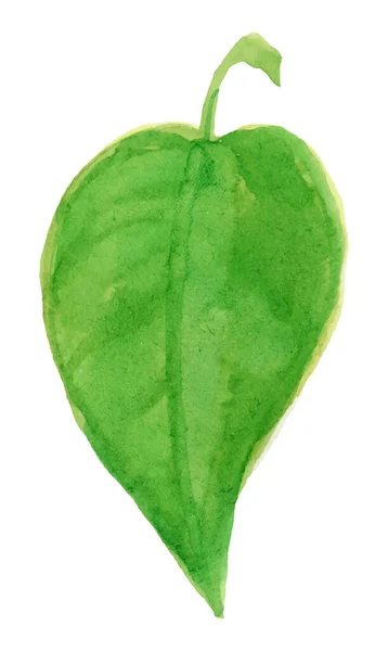 Zielone liście. Akwarela. rysunek ręczny natura, kolor naturalny — Wektor stockowy