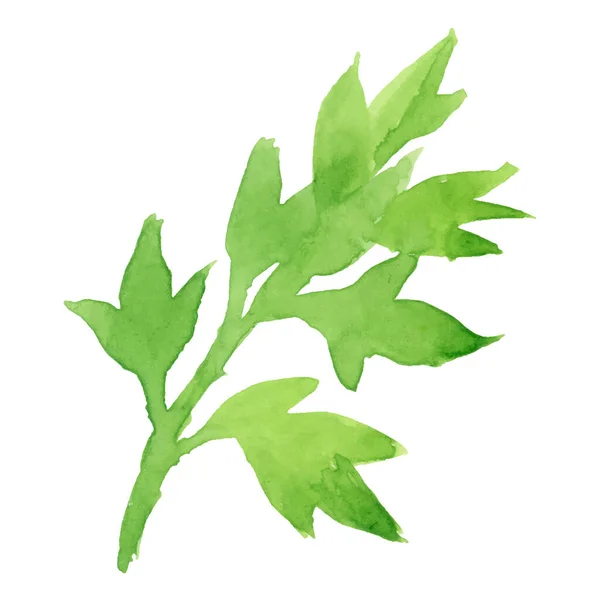 Aquarell-Bild der Blätter der Petersilie auf weißem Hintergrund — Stockvektor
