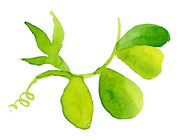 豌豆豆荚白色背景的手绘水彩画,矢量图解. — 图库矢量图片