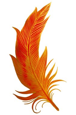 Kuş tüyü seti. El çizimi illüstrasyonuna çevrildi. Şeffaf arkaplan ile özet.