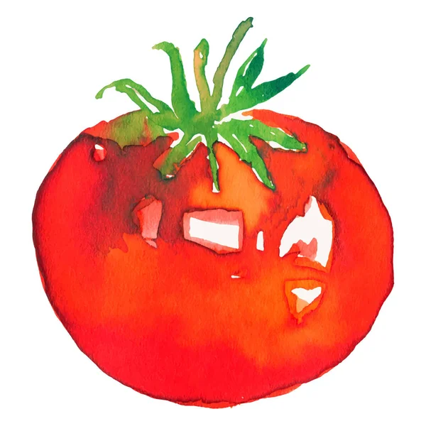 Vector de tomate acuarela. Verduras rojas, alimentos naturales — Vector de stock