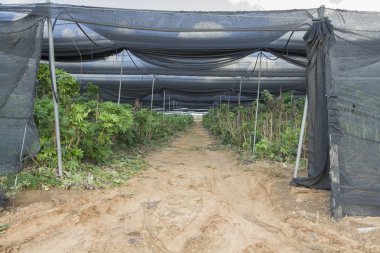 bitkileri bir serada büyüyor.