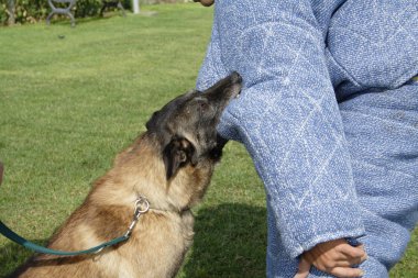 köpek eğitim okulu.