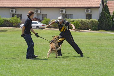 köpek eğitim okulu.