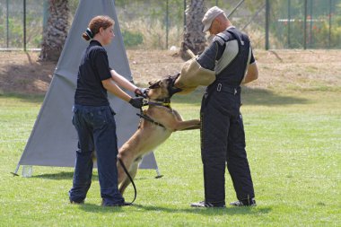 köpek eğitim okulu.