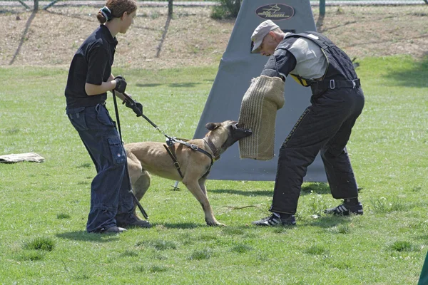 犬の訓練学校. — ストック写真