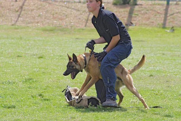 Hond opleidingsschool. — Stockfoto
