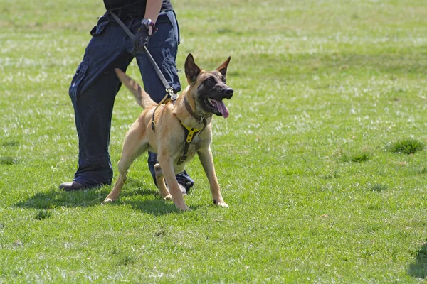 Hond opleidingsschool. — Stockfoto