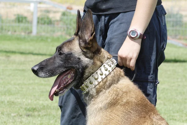 Fighting dog Belgian Malinois Breed — Stock Photo, Image